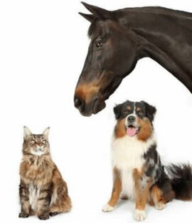 Postal Therapy Session – Animal