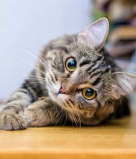 Post Initial Consultation – Cats