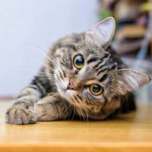 Cat Therapy
