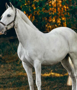 Postal Initial Consultation – Horses